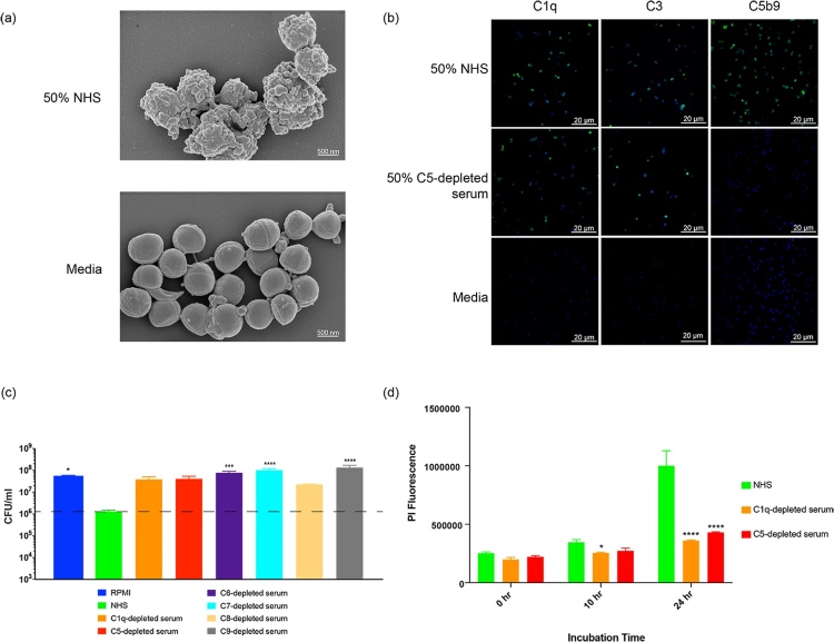 NHS-mediated reduction in S. aureus growth is dependent on an intact terminal complement pathway.