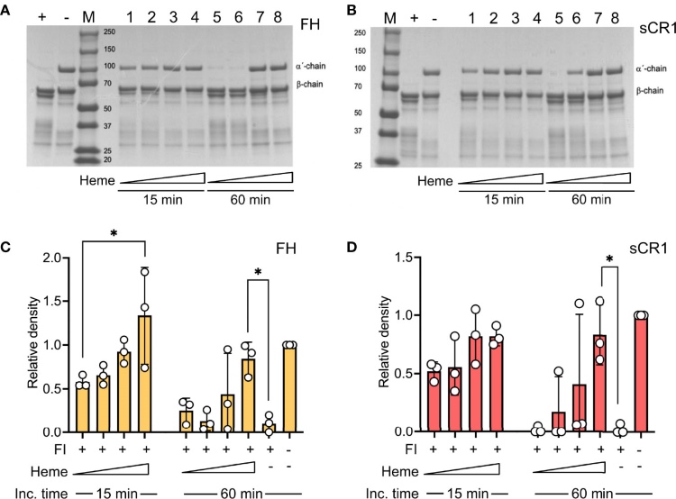 Effect of heme on factor I-mediated degradation of soluble C3b.