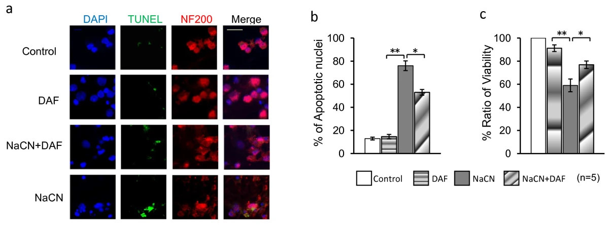 DAF reduces neuronal cell death induced by ischemia.