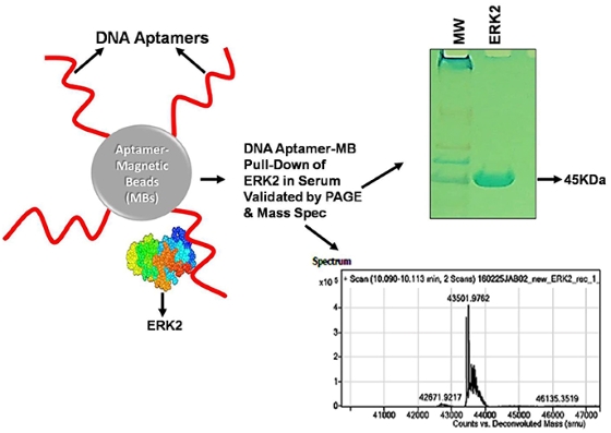 Fig. 2 ERK2 aptamer pull-down assay on aptamer-coated magnetic beads.