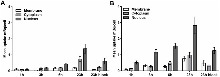 Fig. 3 Uptake of labeled aptamer in the NSCLC cells.