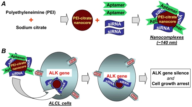 Fig. 2 Development of a tumor cell type-selective and cancer gene-specific nanocomplex for ALCL cells.