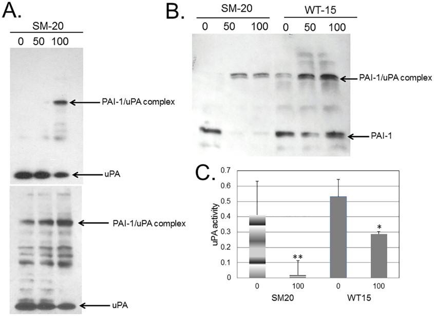 Anti-PAI-1 aptamers accelerate the inhibitory potential of PAI-1 towards uPA.