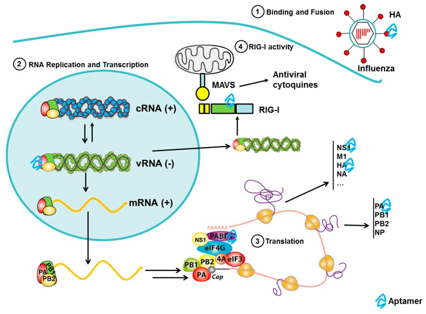 Scheme showing the protein targets for aptamers in influenza virus as antiviral agents.