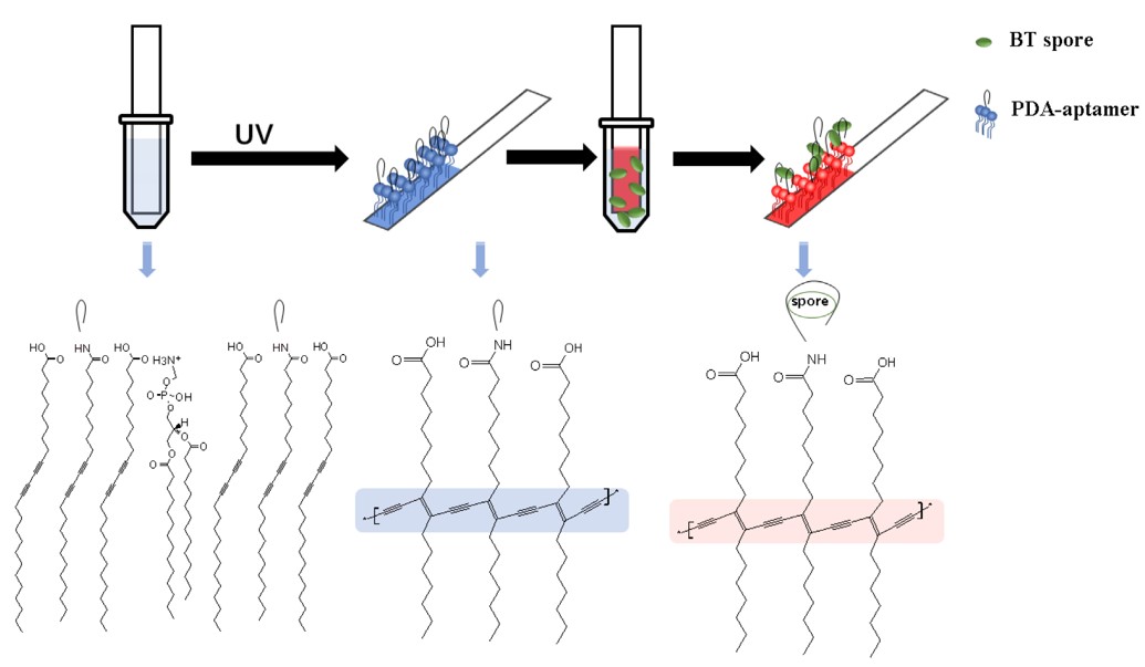 The entire detection process and the key chemical structures of the aptamer-modified polydiacetylene (PDA) paper strip sensor.