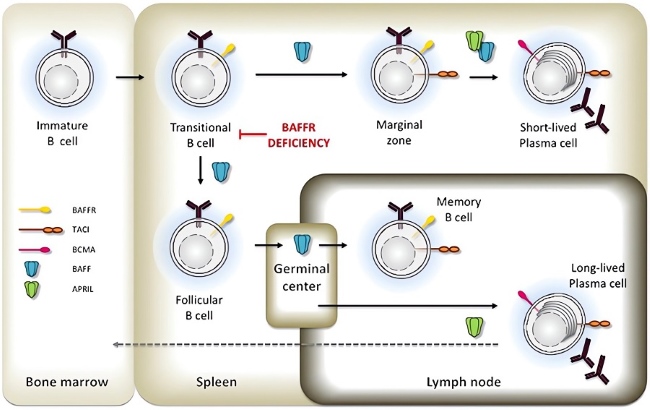 Summary of BAFF and BAFF-R in the development of immature/transitional B cells.