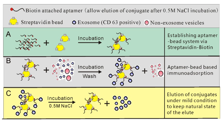 A schematic of the establishment of a bead/aptamer system for native exosome isolation.