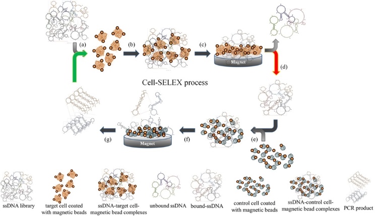 The Cell-SELEX process for screening of aptamers specific to CRC and CR-CSCs.