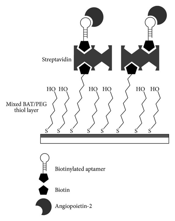Schematic representation of mixed BAT/PEG thiol layer, streptavidin, and biotinylated anti-ANGPT2 RNA aptamers on the SPR sensor surface.