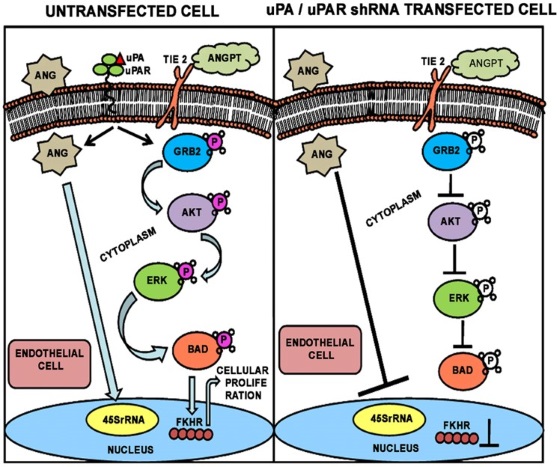 Schematic diagram showing the possible mechanisms of angiogenesis inhibition in glioblastoma cell lines.