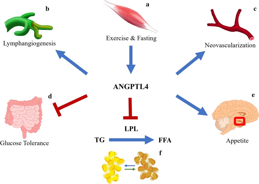 The multifunctional characteristic of ANGPTL4.