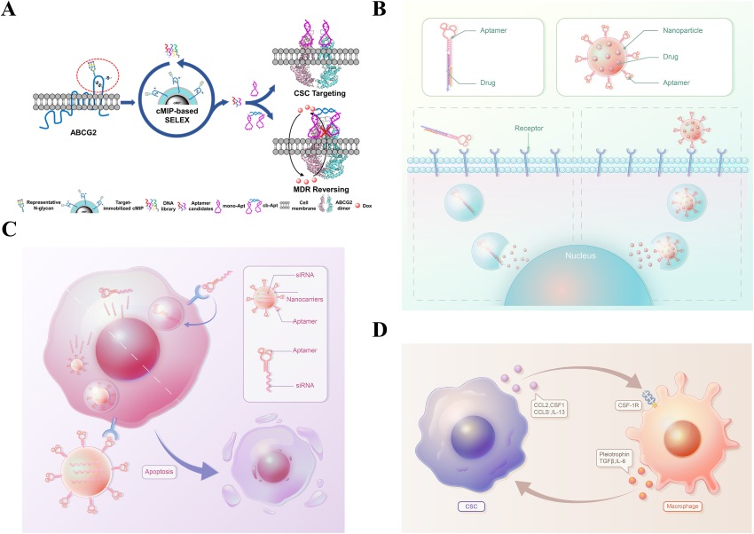 Single aptamer-based CSC-targeted therapeutic strategies.