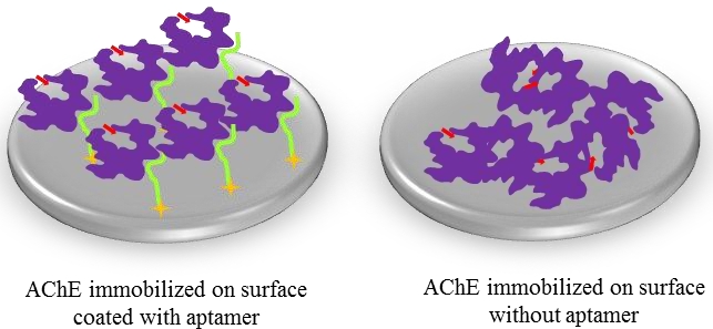 Site-directed immobilization of AChE mediated through aptamer binding versus adsorption of AChE to a polystyrene microtiter plate.