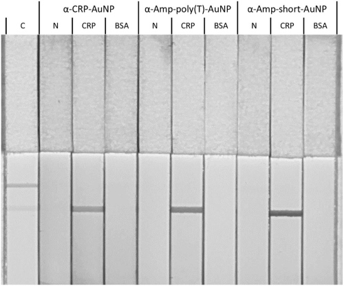 Lateral Flow Assay, using different aptamer-AuNP conjugates (α-CRP-AuNP, α-Amp-poly(T)AuNP, and α-Amp-short-AuNP) in combination with different biotinylated proteins (CRP and BSA), as well as the absence of biotinylated proteins (N).