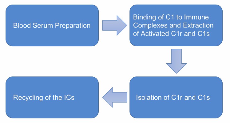 Flow chart of activated C1r and C1s purification from human serum.