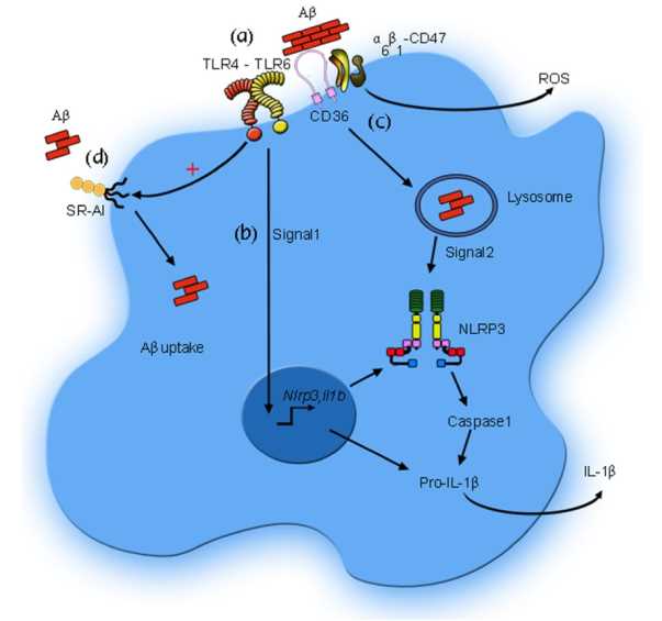 Microglia receptors involved in the amyloid cascade.