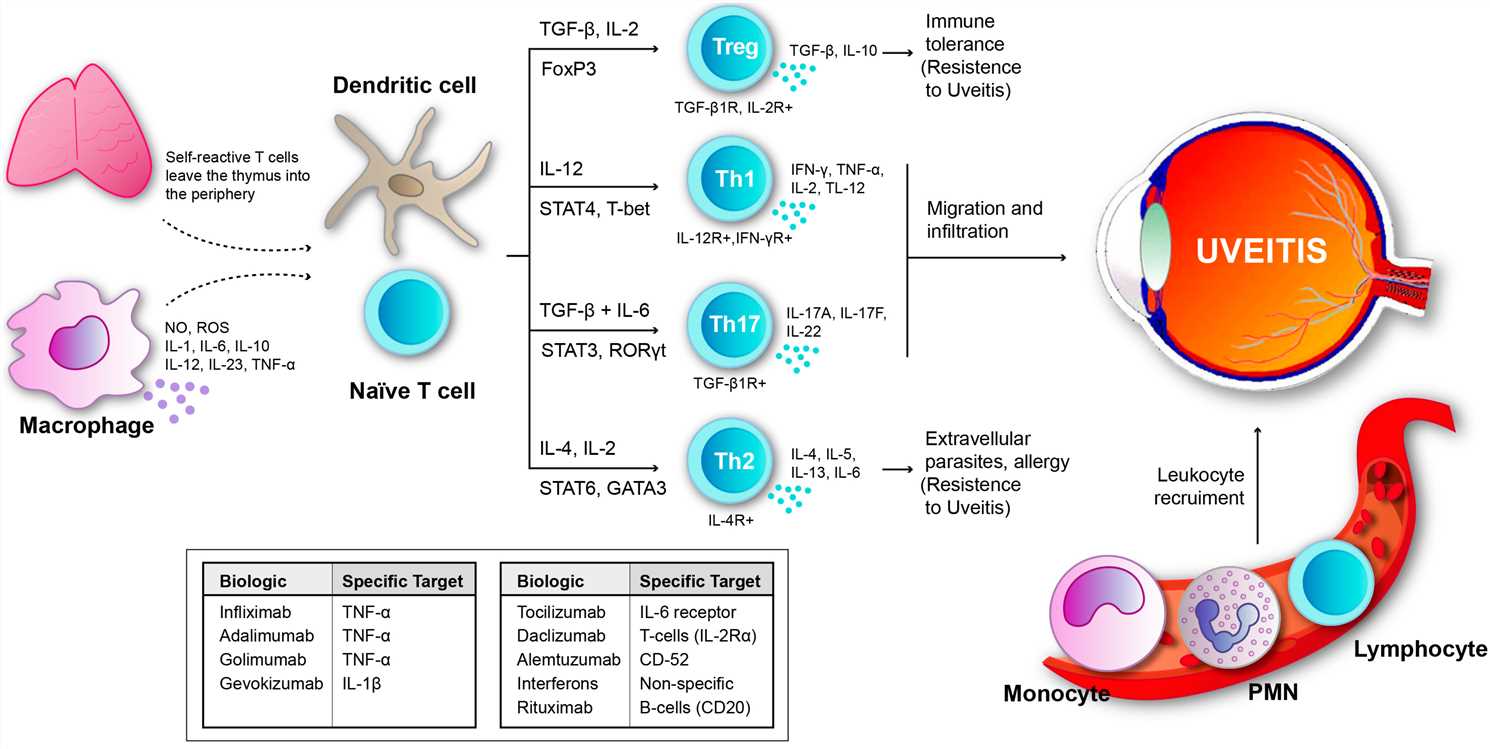 Schematic of uveitis results from an imbalance between inflammatory mechanisms and regulatory mechanisms. (OA Literature)