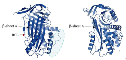 Crystal structure of the serpin domain of recombinant non-glycosylated C1-INH.