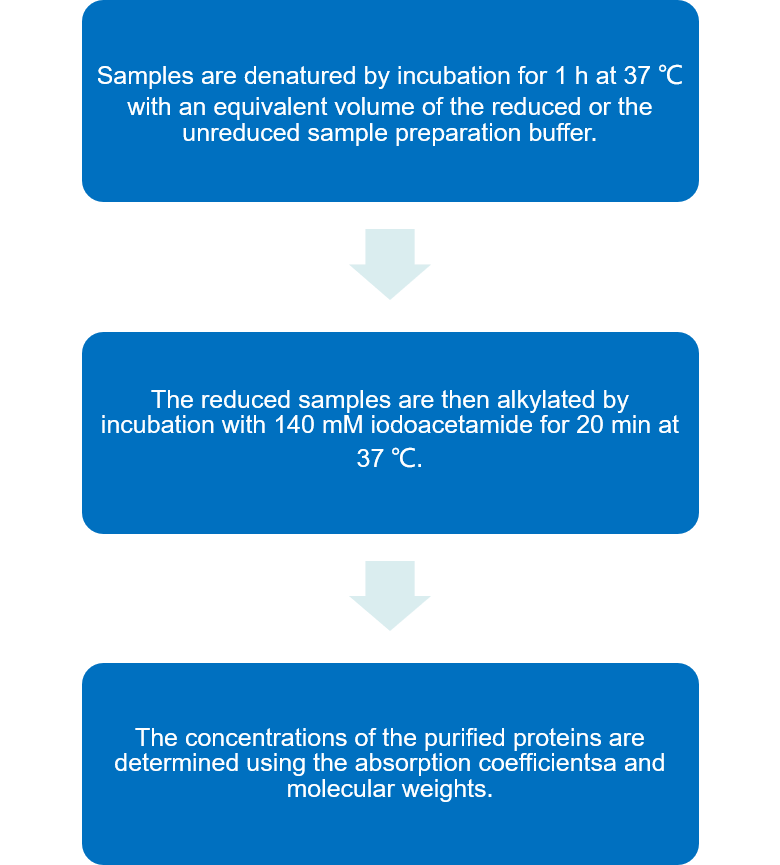 Flow chart of C1r, C1s, and the C1s-C1r-C1r-C1s tetramer biochemical analysis protocol.
