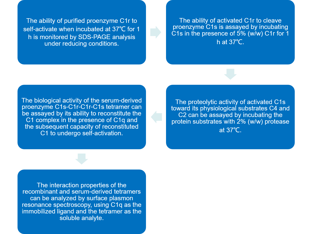 Flow chart of C1r and C1s functional analysis protocol.