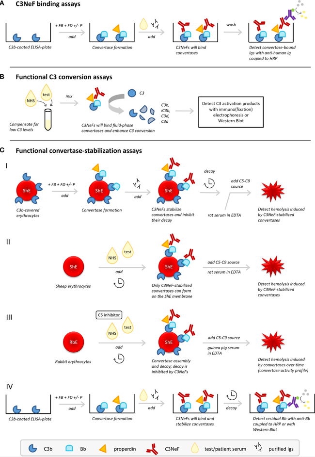 Fig. 1 Methods for C3NeF detection.