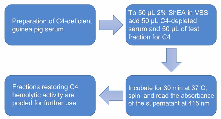 Flow chart of C4 functional assay protocol.