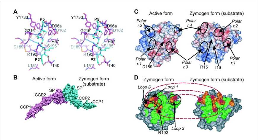 Schematic of the autoactivation mechanism of MASP-2. (OA Literature)
