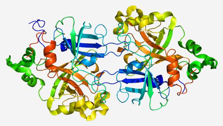 Structure of the complement factor B protein.