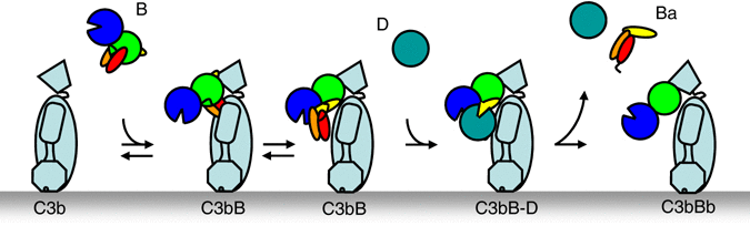 Complement factor B participates in the C3 convertase formation.