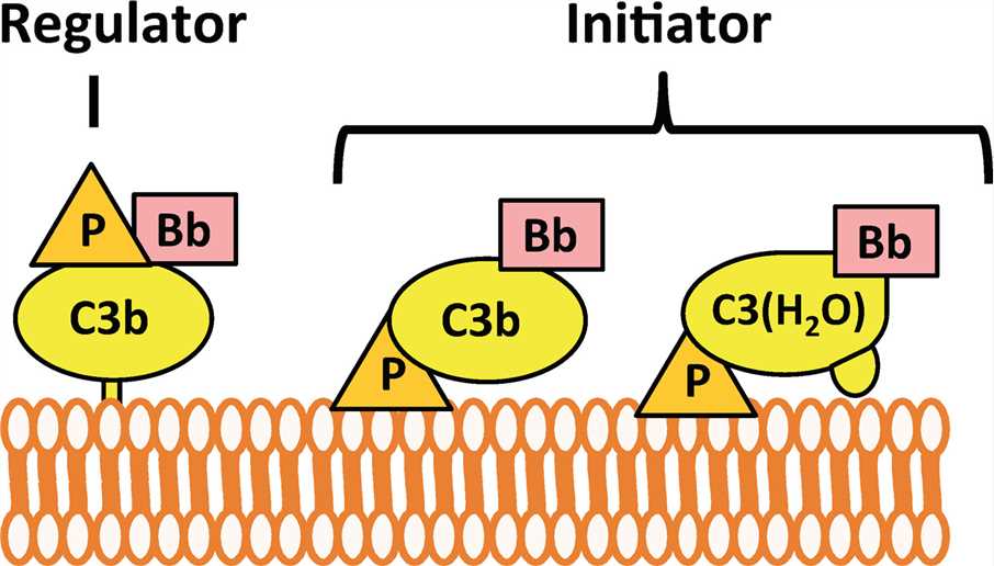 Regulation of factor P in alternative pathway.