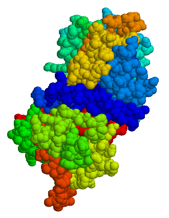 Fig 1. Structure of C1-inhibitor. （By Jfdwolff at the English-language Wikipedia, https://commons.wikimedia.org/wiki/File:C1-inhibitor.png)