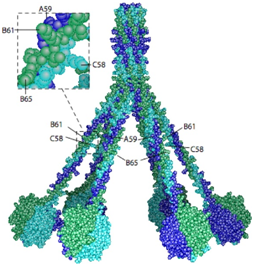 Fig 1. Schematic of the 3D model of human C1q (OA Literature)