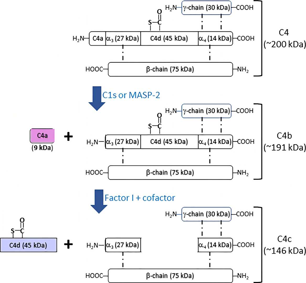 Schematic illustration of fragmentation of complement C4 activation.