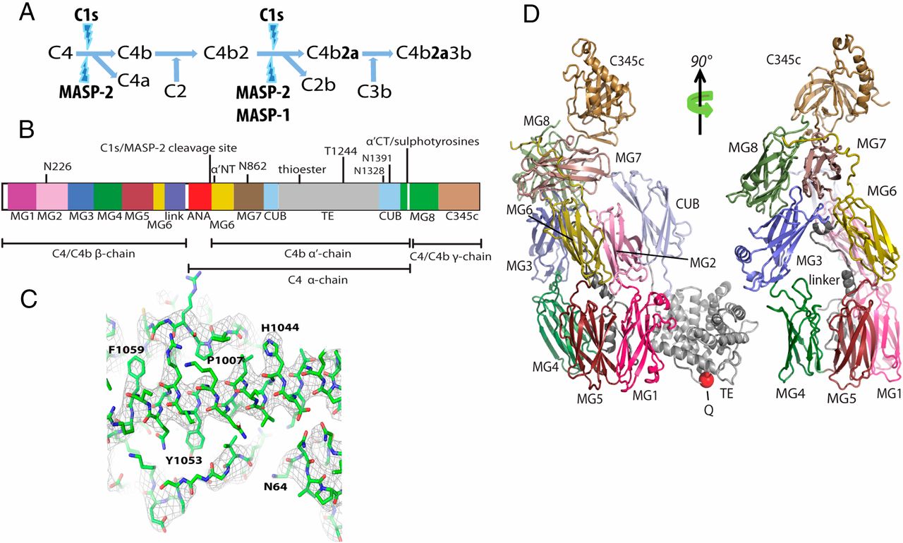 The function of C4 in complement and the structure of C4b. 