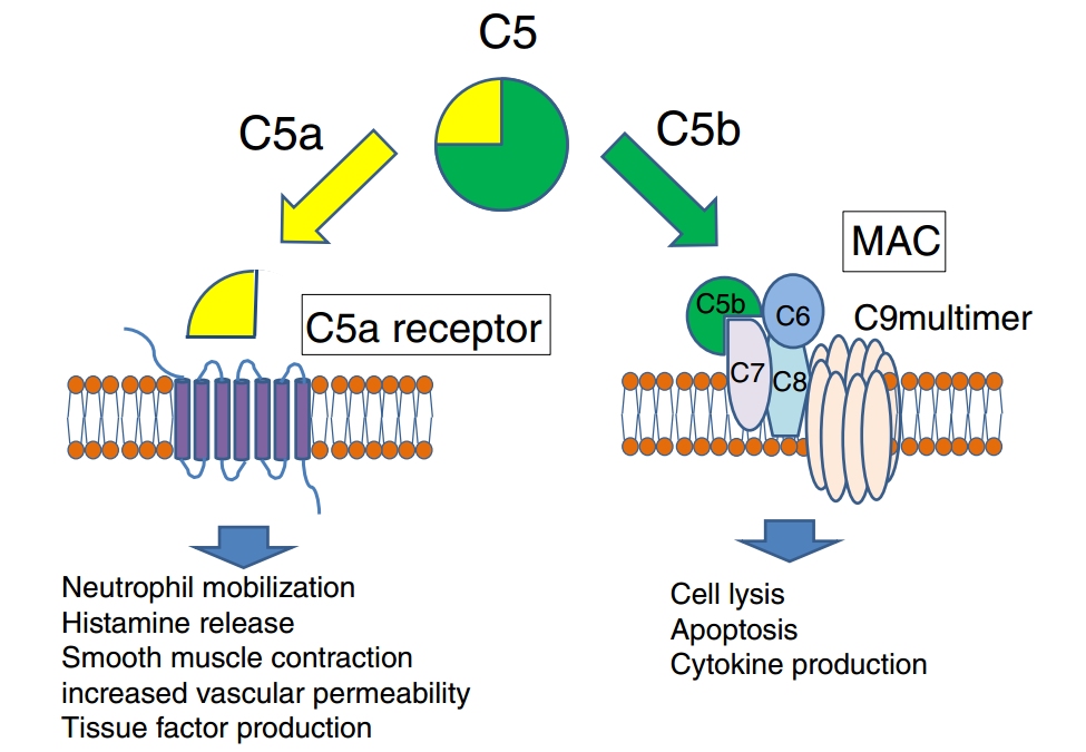 Activation of C5 by C5 convertase leads to the generation of C5a and C5b.
