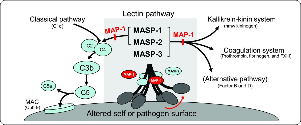 The possible roles of the MASPs in the activation of the complement system and other cascade systems.