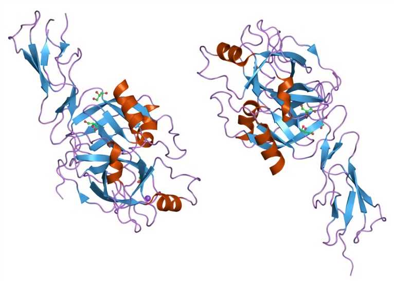 Fig. 1 Molecular structure of MASP-2. （At the English-language Wikipedia, https://commons.wikimedia.org/wiki/File:PDB_1q3x_EBI.jpg)