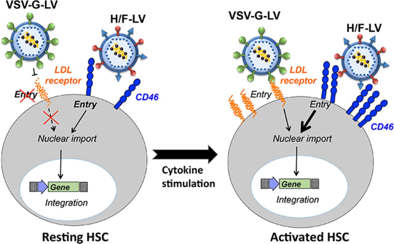 CD46 is involved in the entry of vesicular stomatitis virus G (VSV-G)-LVs.