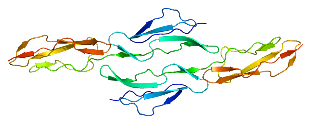 The Structure of the CD55 protein.