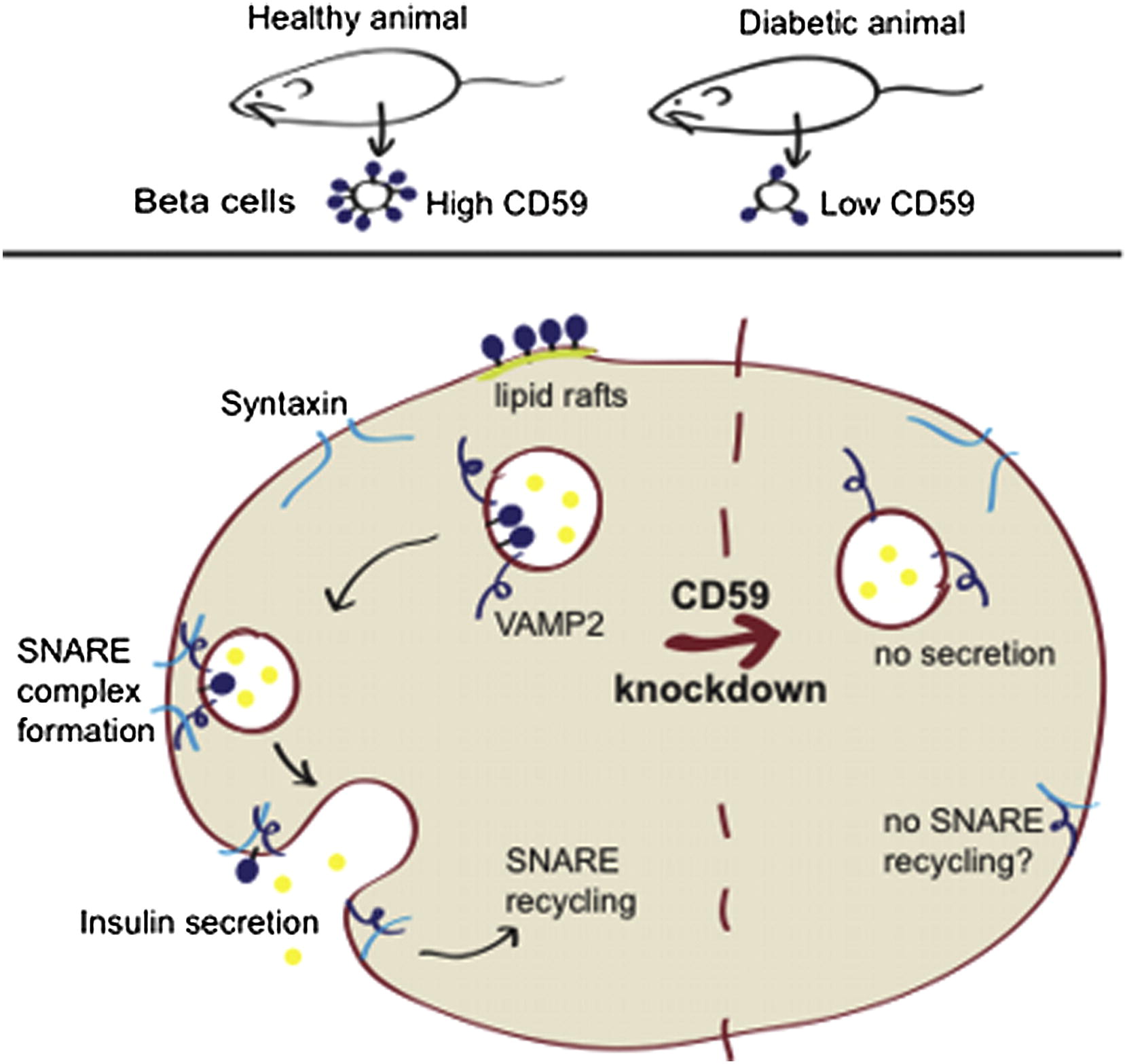 CD59 regulates insulin secretion by modulating exocytotic events.