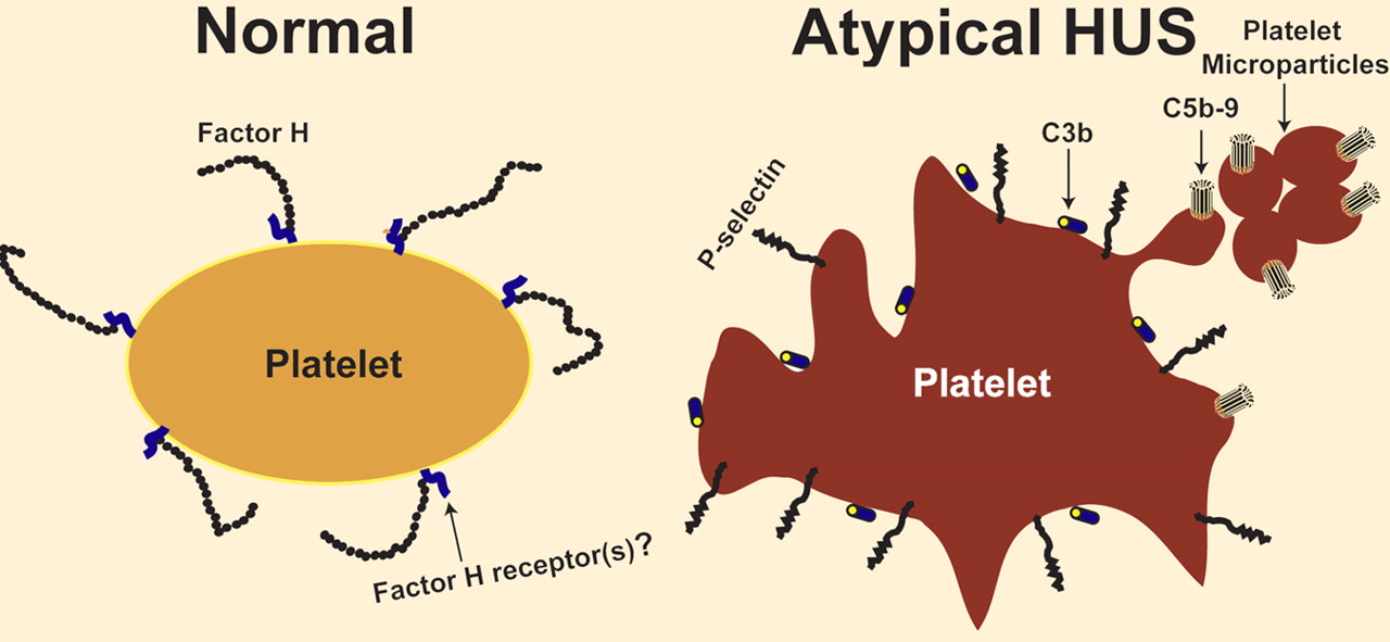 Platelets and atypical hemolytic uremic syndrome.