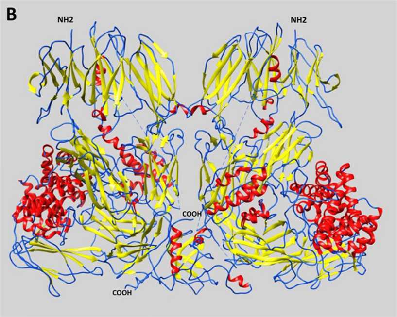 Representative schematic diagram of secondary structures of serpins. 