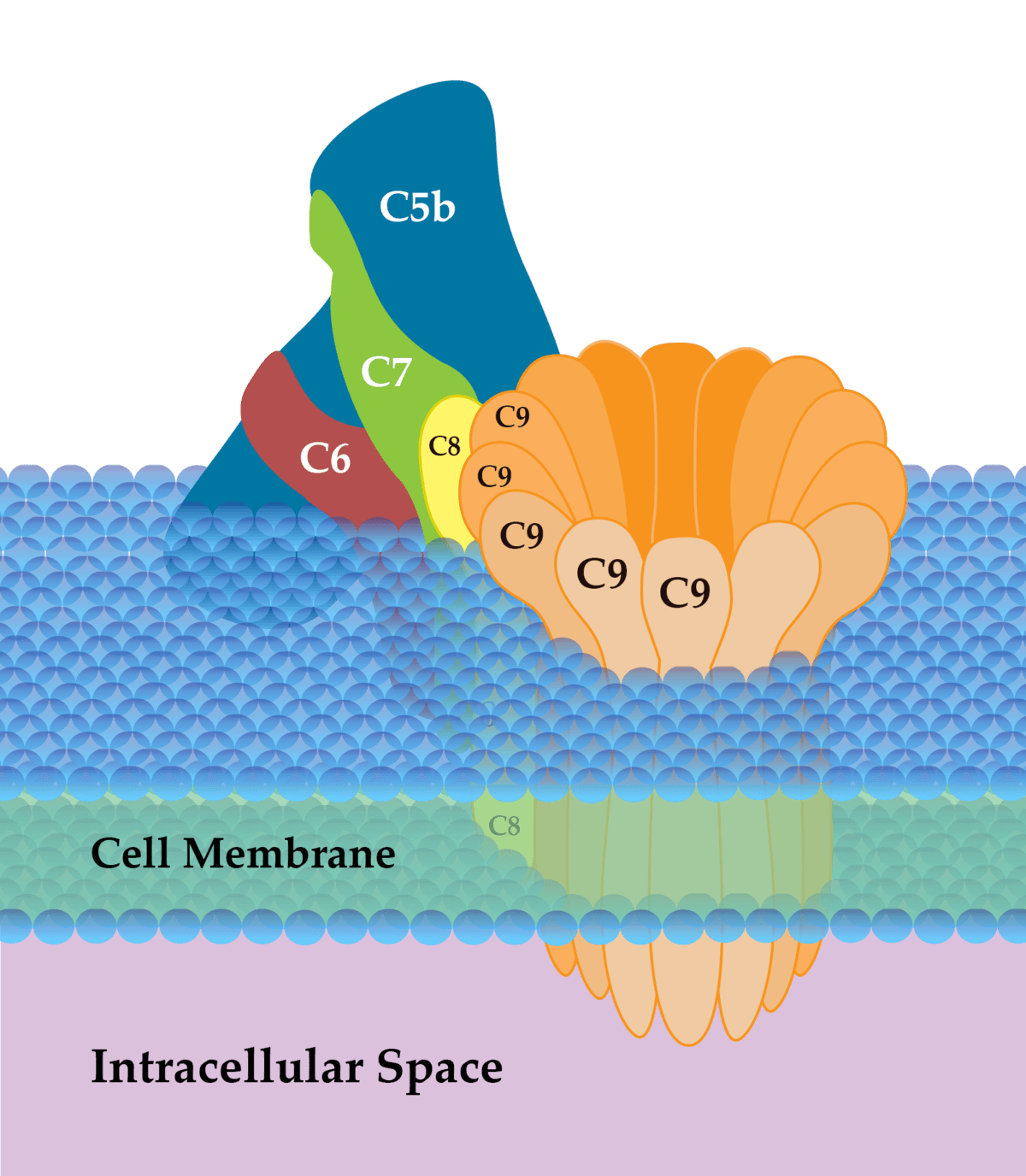 With complement system in immune system, how does it keep the membrane