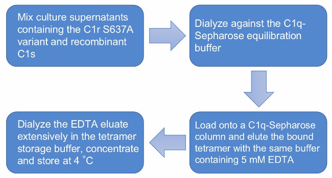 Flow chart of recombinant C1s-C1r-C1r-C1s tetramer purification.
