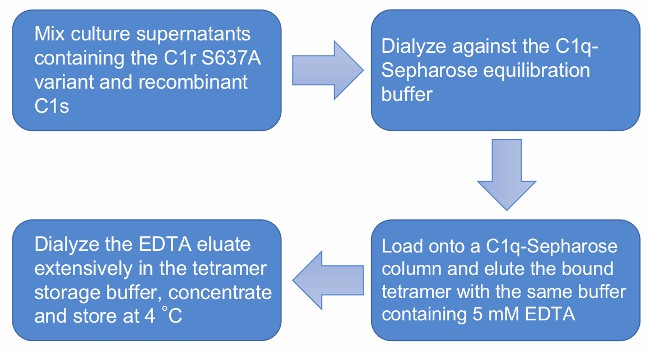 Flow chart of recombinant C1s-C1r-C1r-C1s tetramer purification.