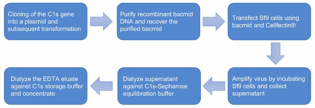 Flow chart of recombinant C1s production and purification.