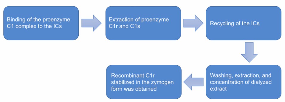 Flow chart of recombinant proenzyme C1r production.