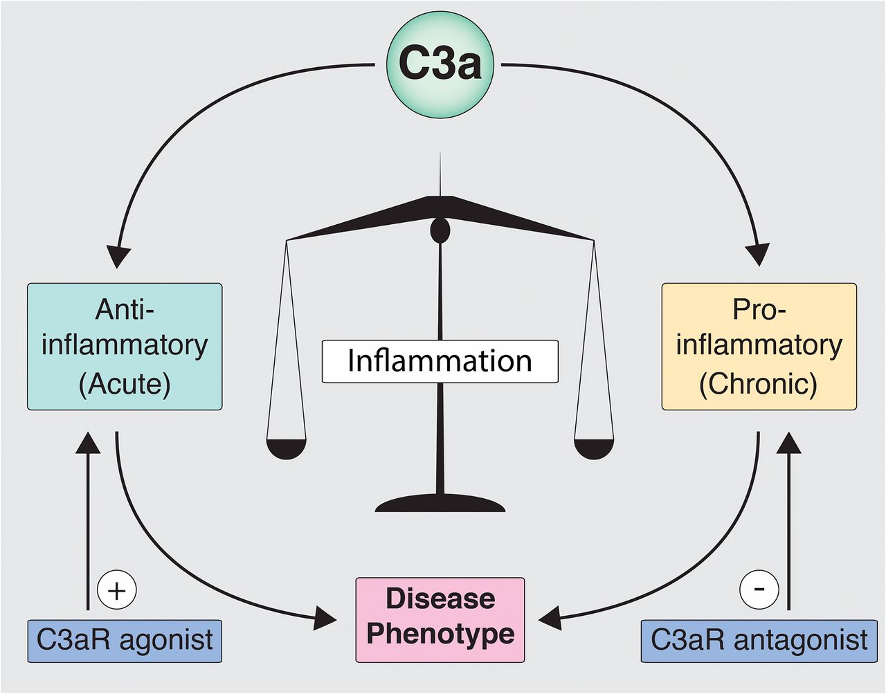 The balance of C3a actions determines the disease phenotype.