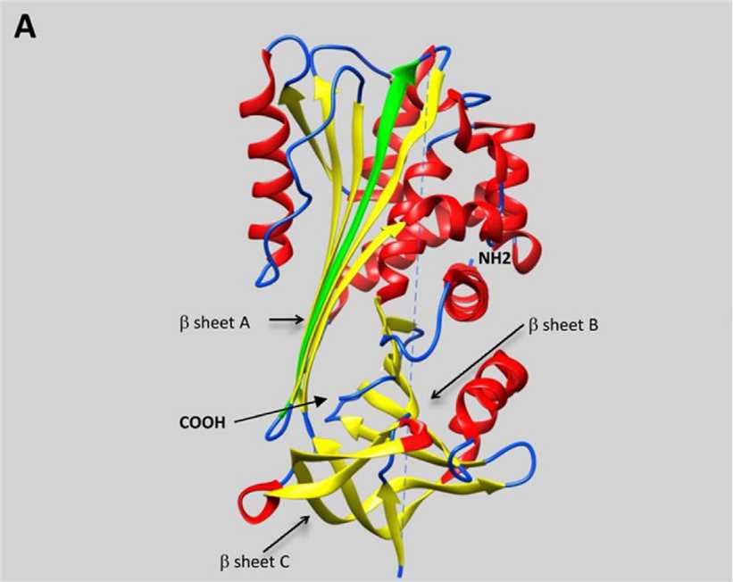 Representative schematic diagram of secondary structures of serpins.