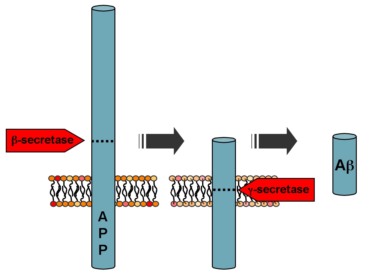 Amyloid precursor protein processing.
